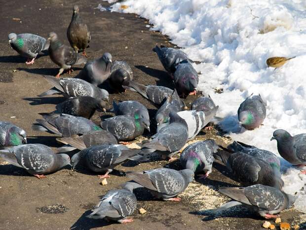На 15 градусов потеплеет в Тюмени в новогоднюю ночь и 1 января
