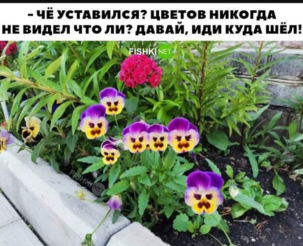 картинки прикольные смешные с надписями (2)