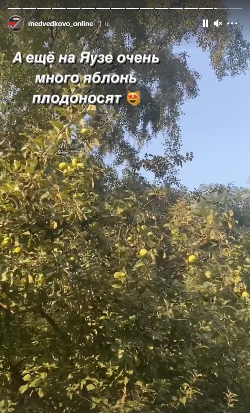 Фото дня: в Южном Медведкове на яблонях появились первые плоды