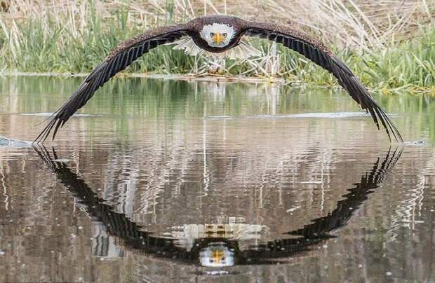 Удивительный фотоснимок, в котором громадный орёл во время своего полёта смотрит прямо в объектив камеры. Стив Биро, в мире, животные, красота, орел, природа, фото, фотограф