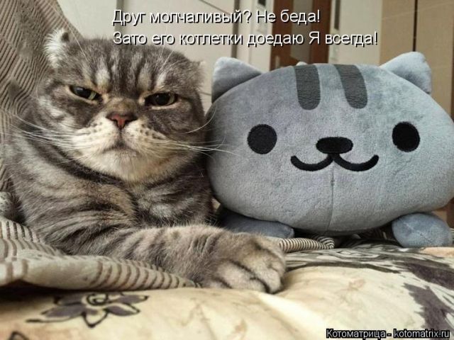 Лучшие котоматрицы недели (50 фото)