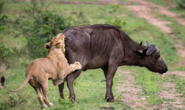 Лев против буйвола, друг познается в беде, буйвол пришел на помощь