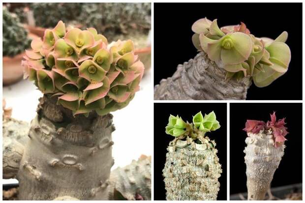 Euphorbia ankarensis (Молочай анкарский) интересное, красиво, природа, растения, удивительно, факты