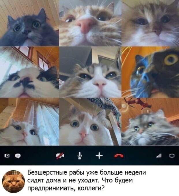 животные и карантин