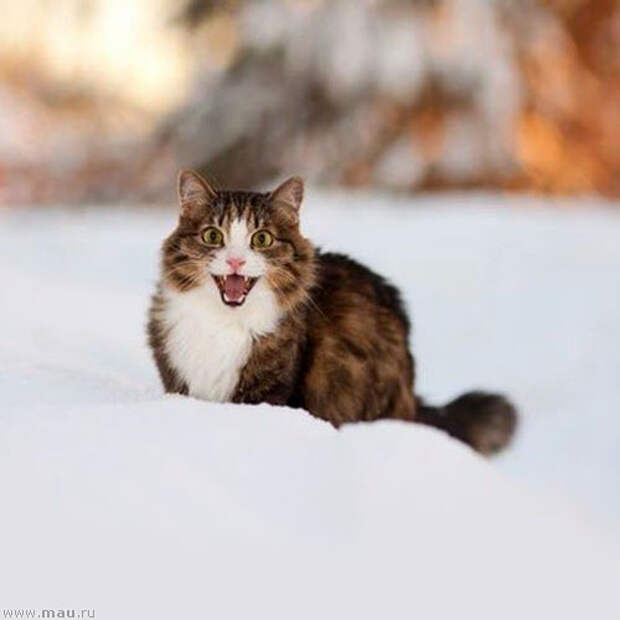 Снежные кошки - Вот и зима пришла...