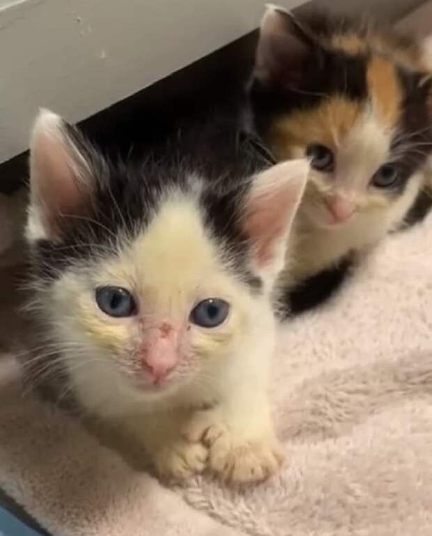 Котята сидят Котята в доме