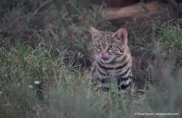 ����� ����� ��� ��� ��������� �������� � ����