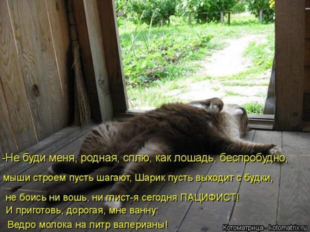 Лучшие котоматрицы недели (50 фото)