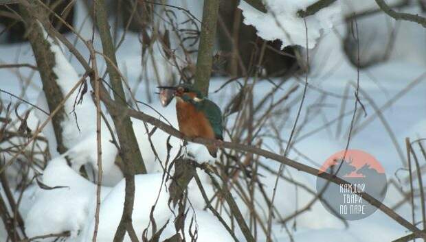 Биолог Глазков: тропический красавец появился в зимнем Петербурге