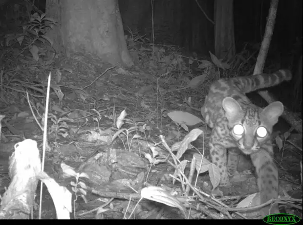 Длиннохвостая кошка (Leopardus wiedii)