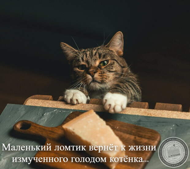 Лучшие Анекдоты из Питера за 21.11.2024