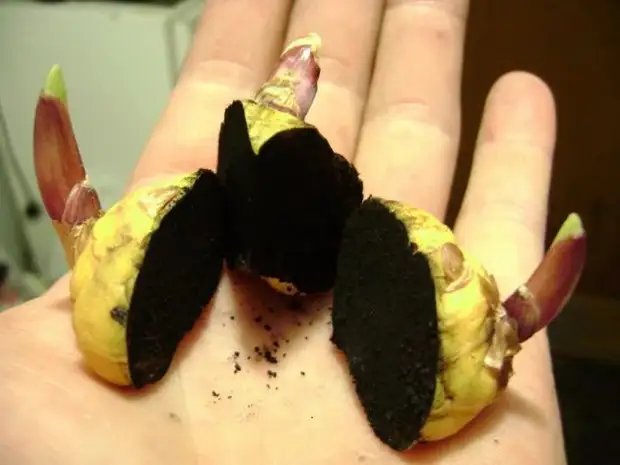 Как правильно размножить гладиолусы перед посадкой