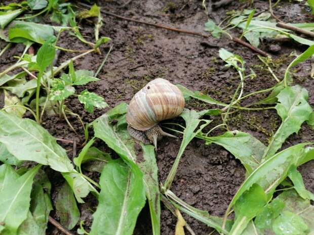 Виноградные улитки добрались до Тимирязевского лесопарка