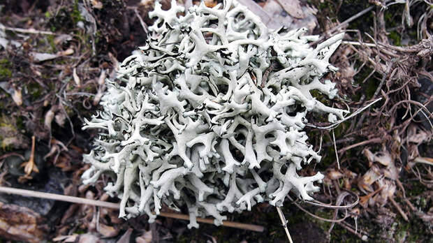 Пармелия от кашля