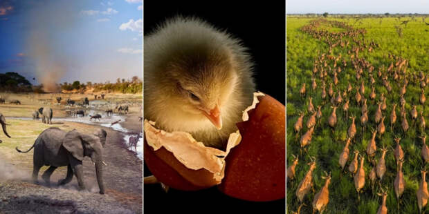 National Geographic выбрал лучшие фотографии 2025 года