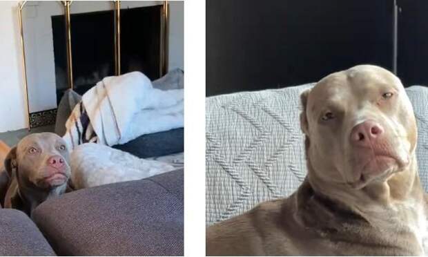 «Тащит все на себе»: женщина показала, какие 5 домашних дел выполняет ее питбуль