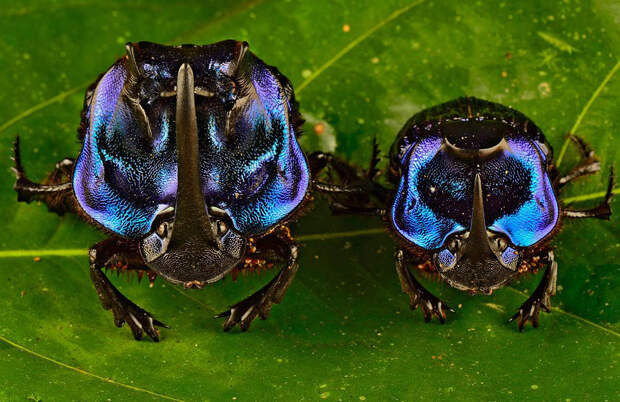 Большие синие жуки Coprophanaeus lancifer