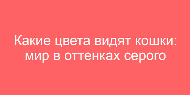 Какие цвета видят кошки: мир в оттенках серого