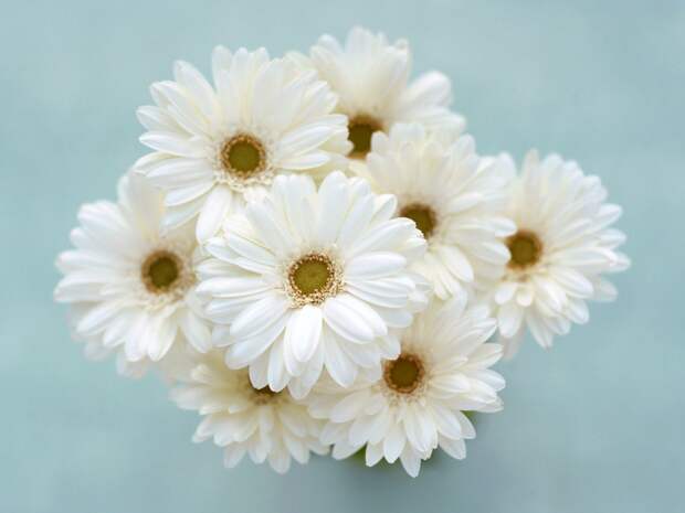 букет белых цветов