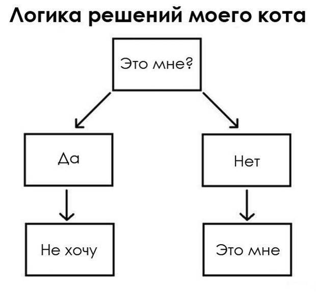 Прикольные картинки с кошками