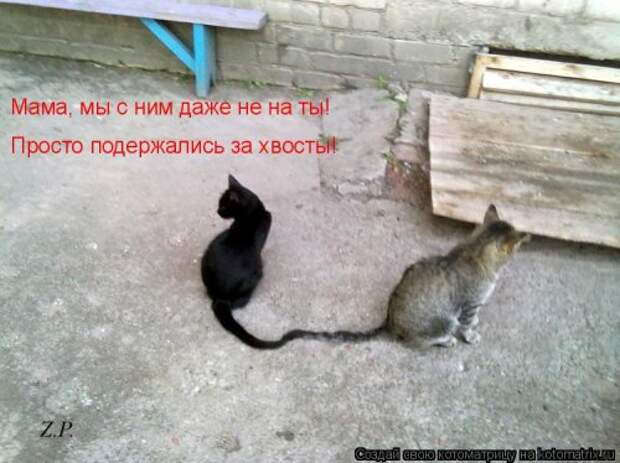 Котоматрица на Бугаге (33 фото)