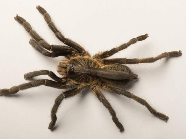 Ученые обнаружили тарантула с рогом на спине, и они не знают, что это за существо