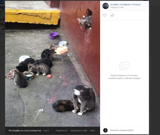 Фото дня: жители Алтуфьева помогают кошачьему семейству