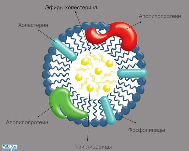 Структура липопротеинов высокой плотности (ЛПВП)