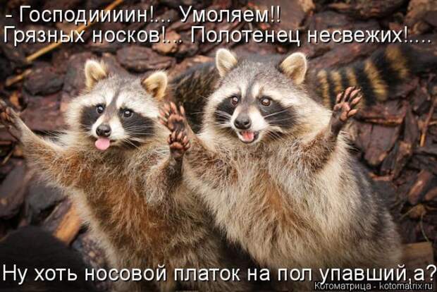 Лучшие котоматрицы недели (50 фото)