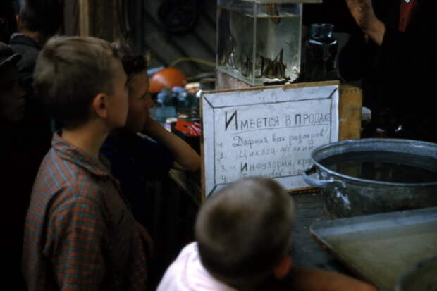 Продажа аквариумных рыбок на рынке.