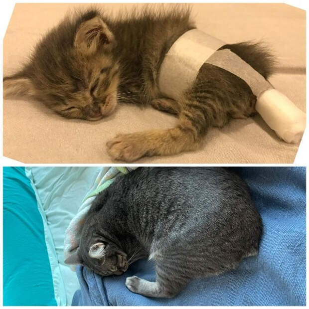 Снимки животных до и после того, как они обрели дом и любящих хозяев