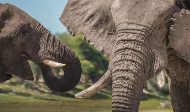 Ученые выяснили, почему молодые слоны ведут себя агрессивно