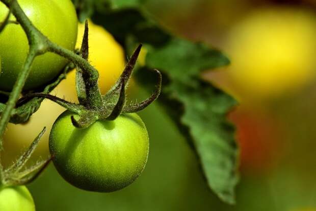 Из зеленых томатов варенье, необычное, овощи. сахар. сладости, рецепт, фрукты, экзотика