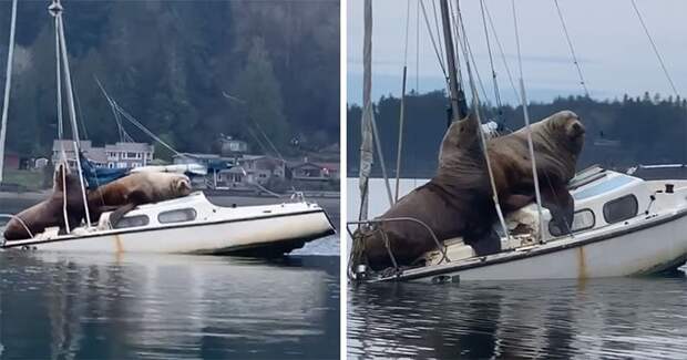 Два гигантских морских льва «одолжили» лодку покататься