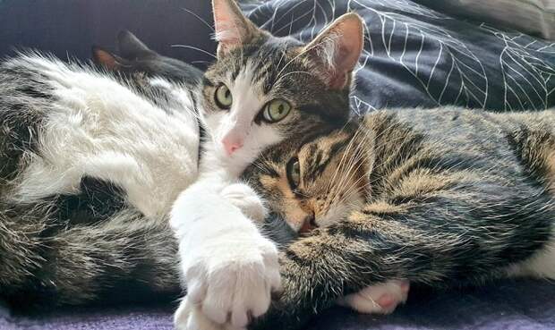 Два кота Коты обнимаются