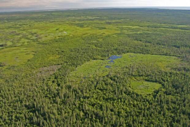 Крупнейшую в мире плотину бобров обнаружили по снимкам из космоса