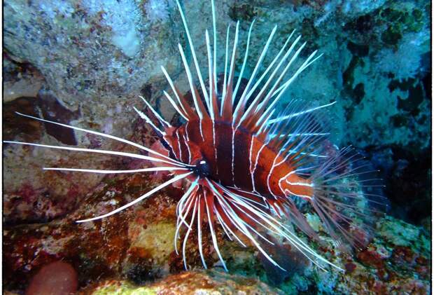 Lionfish