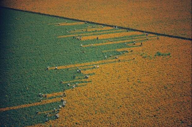 Поле календулы превращается из оранжевого в зеленое, Мексика осень, сбор урожая