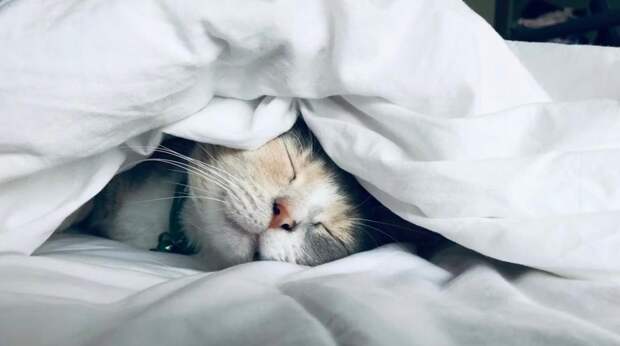 Ученые назвали вишню эффективным средством против бессонницы