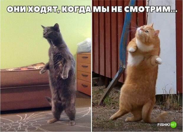 20 фотографий, доказывающих, что кошки медленно превращаются в людей кот, юмор
