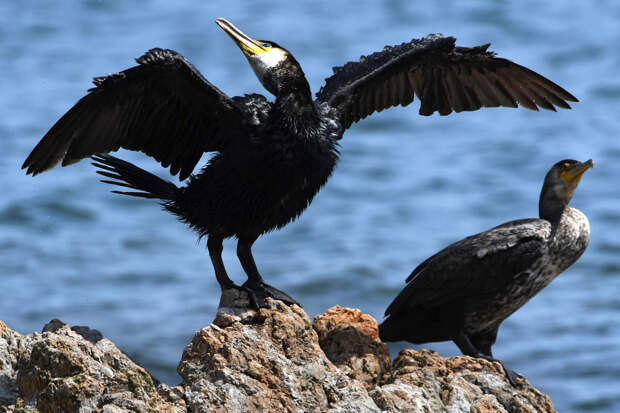 HuffPost: в Германии раненый баклан сам прилетел в больницу за помощью
