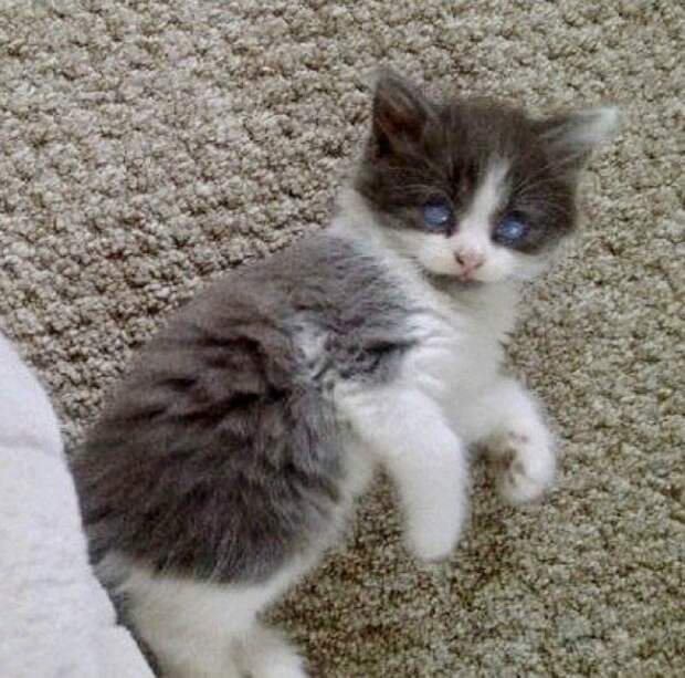 Другие котята не принимали слепого брата, но он вырос великолепным котом до и после, история, история спасения, коты, котята, кошки, особенные животные, слепые