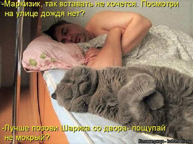 Лучшие котоматрицы недели Лучшие котоматрицы недели