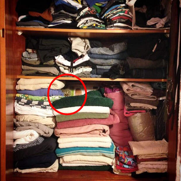find-hidden-cat-camouflage-hide-and-seek-catouflage-159