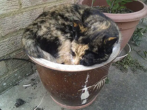 Эти кошки спят везде