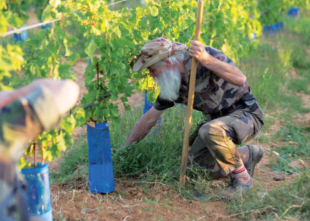 Pensionnaire Alex has been working in the vines since his arrival 22 years ago.