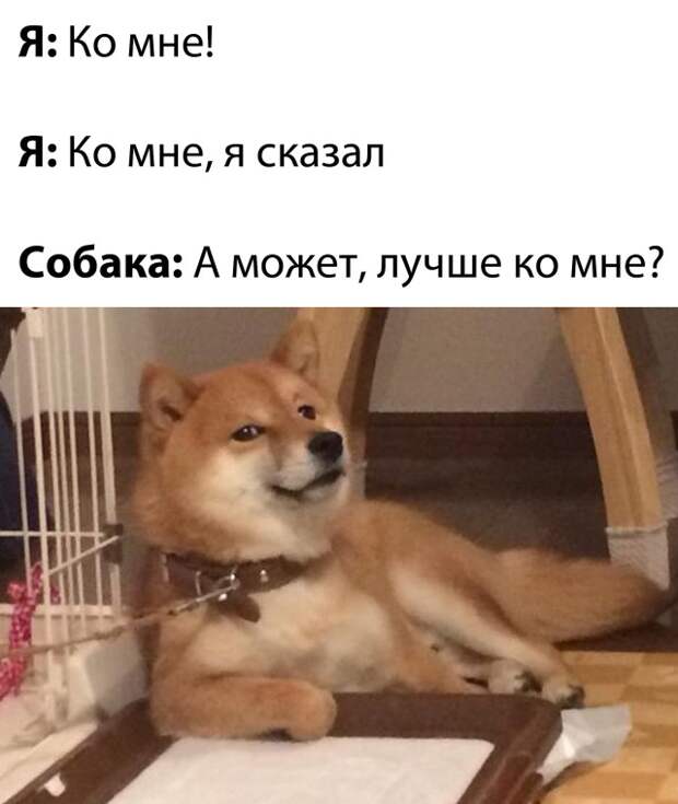Смешные картинки вечер 10 декабря 2020