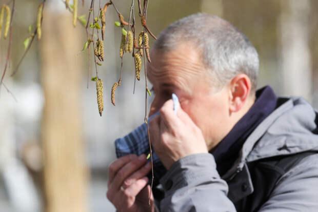 Погода дала передышку московским аллергикам