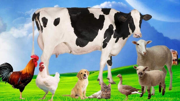 В Госдуму внесли законопроект о создании единого реестра домашних животных