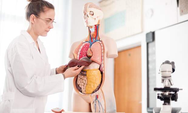 Если печень «устала»: что говорит наука о детокс-продуктах, меняющих организм